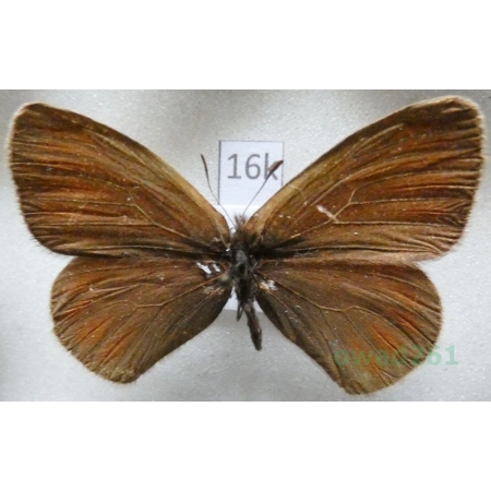 Erebia meta Staudinger, 1886 Kyrgyzstan16k